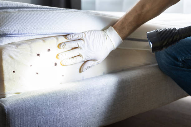 Best Residential Pest Control  in Plainville, KS