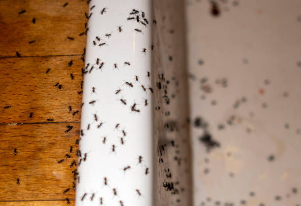 Best Wasp Removal Services  in Plainville, KS