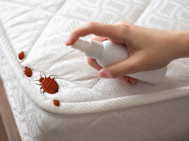Trusted Plainville, KS Pest Control Experts