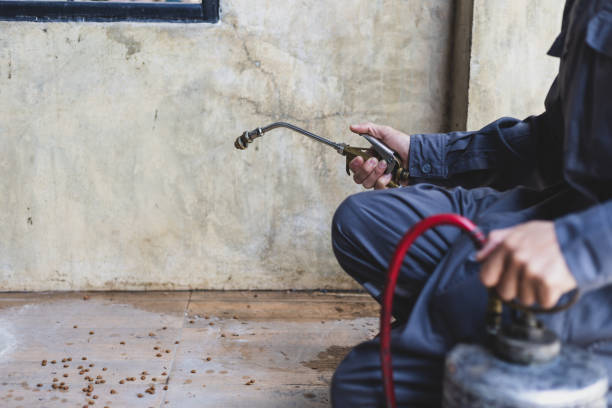 Best Affordable Pest Control Services  in Plainville, KS